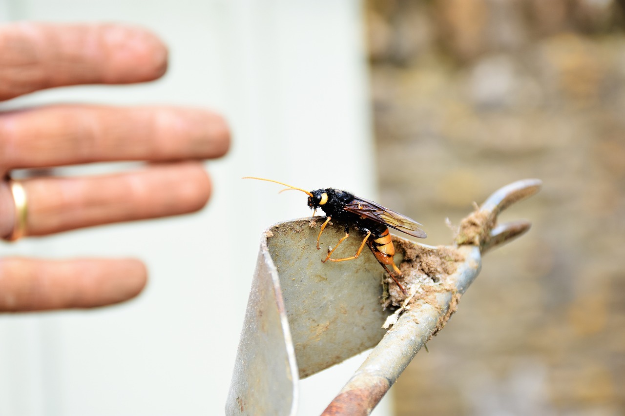 Skuteczne metody zwalczania szkodników w domach